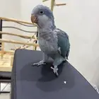 كويكر فرخ ازرق
