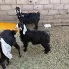 معزاء وتيوس للبيع