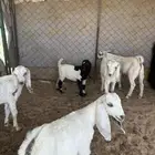جفار وتيوس