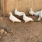 طبات حمام فرنسي ملكي بيور العدد 5 ازواج