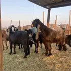 للبيع معزا عوارض وحريات بالفحل دفيع ومضاريع