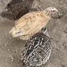 سمان فري