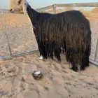 للبيعع 3 شياه منوت القناي خصمم