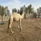 جمل للبيع