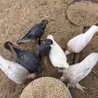 حمام صنعاني منتج