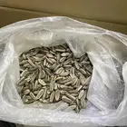 بذور أشجار بالكيلو