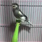 كناري ذكر تغريد