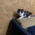 قطط