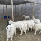 طليان ذبائح