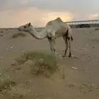 جمل رباع سلاله للبيع