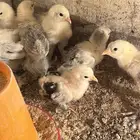 صوص صيصان براهما براهمه كولومبي