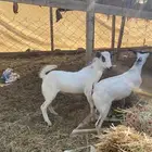 تيوس للبيع.