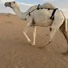 عشرا وضحى بدون بنتها