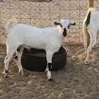 مشروع فحل اكحل نصف وجفره بيشية فاخره