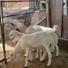 طليان ذبائح