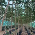 اشجار نيم وخبيز واكاسيا وسدر بلدي