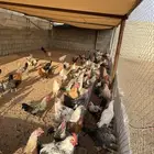 ديك بلدي وفيومي الطائف - العرفا