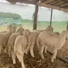 طليان حري فاخر