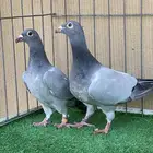 زاجل