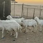 للبيع غنم طيبه