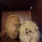 كلب بومرينيان للبيع
