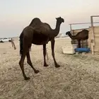 مجهم ضروبة كفو