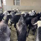 غنم نجد مراح دفيع