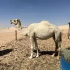 4 لقاح للبيع