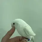 طير روز البينو