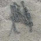 سلسه