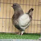 فرخ مودينا