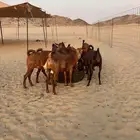 جفار دهم صنف فاخرة