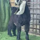 تيس عارضي صنف