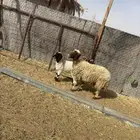 شاه معها رخل تضحي الحد 2270
