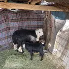 خروف جذع مغلق