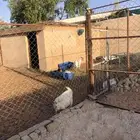 للبيع العدد 6 تيوس اقزام فحوله العمر 6 شهور