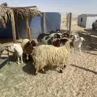 ذبايح طيبه بلدي