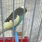 طير من طيور الحب ذكر