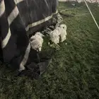 كلاب لتبني ذكر وانثى