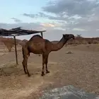 للبيع قعود على سلطان الصفر
