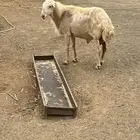فحل ضان للبيع