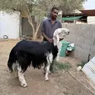 خروف فحل نجدي