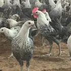 فيومي بياض