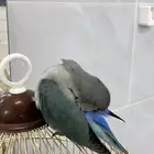 طير روز
