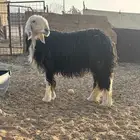 نجديه للبيع ف المزاحميه