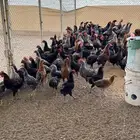 دجاج بلدي تم البيع