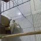 طيور روز البينو