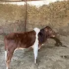 حسيل في 5 شهور