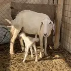 شاه خلفه
