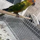 صن كنيور فرخ